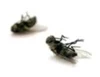 flies
